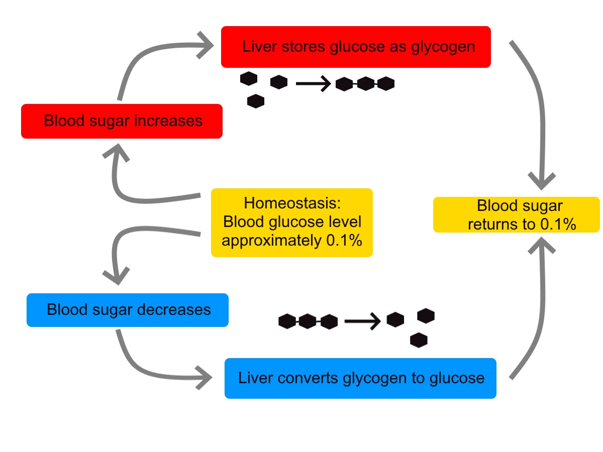 Blood glucose and HbA1c laboratory analysis